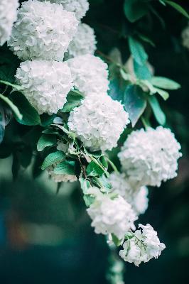 长歌行电视剧免费观看全集